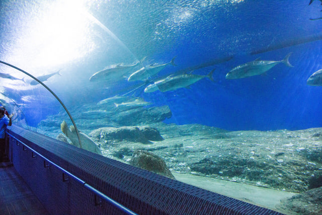 Archive photograph: Fish above the curved aquarium tunnel at Underwater World Pattaya